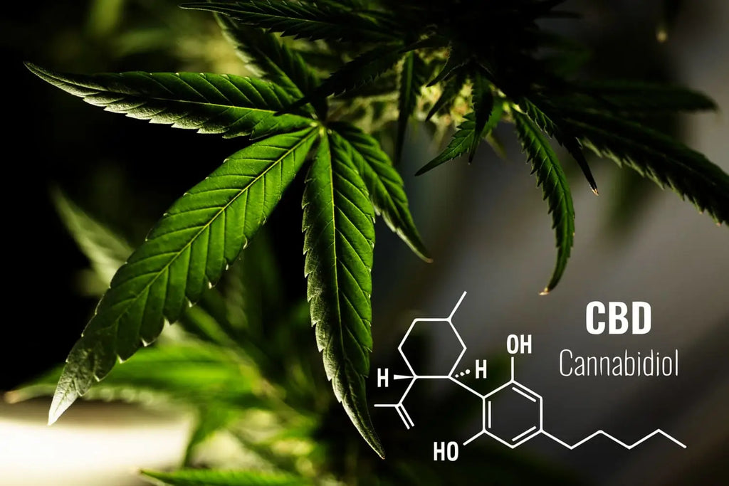 10 Creative Ways to Increase CBD eCommerce Sales Immediately