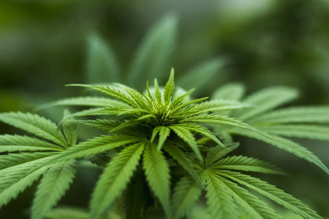 The Art of Enjoying Marijuana with Style and Discretion
